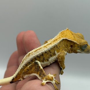 크림 타이거 풀핀 릴리화이트 트라이 익스트림할리퀸