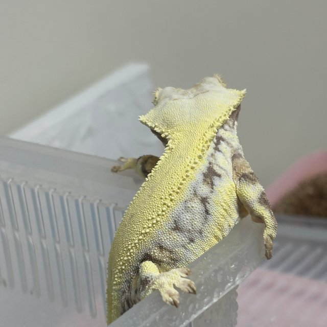 릴리화이트 솔리드백