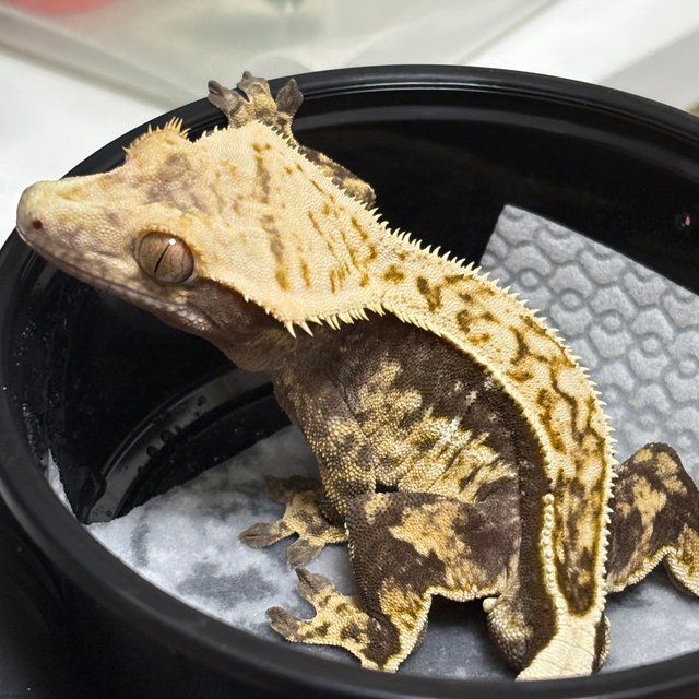 노멀 드리피 쿼드 풀핀 화이트스팟