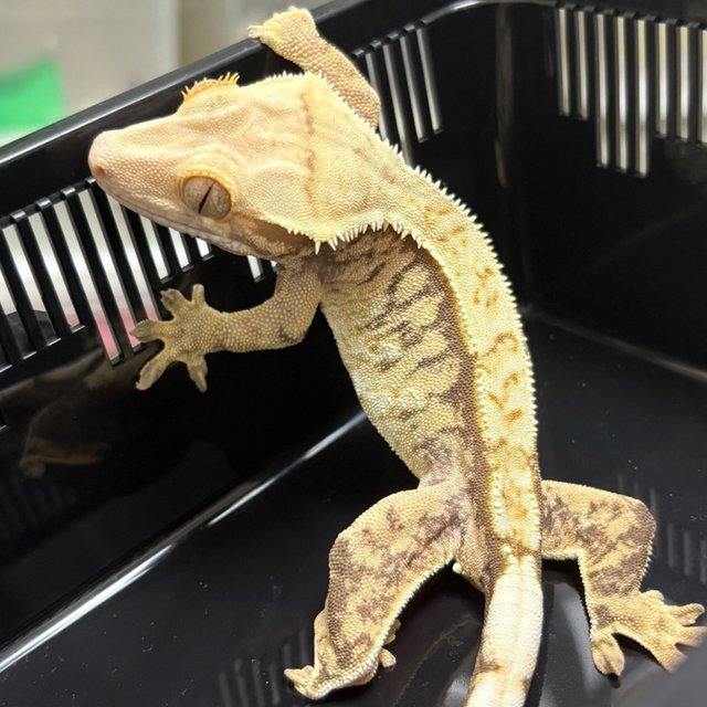 익스트림할리퀸 트라이 노멀 화이트스팟 화이트포트홀