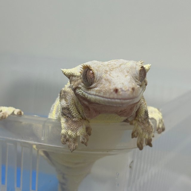 릴리화이트 솔리드백