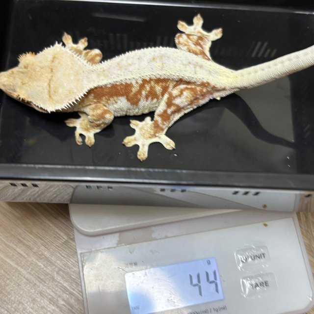 릴리화이트 레드