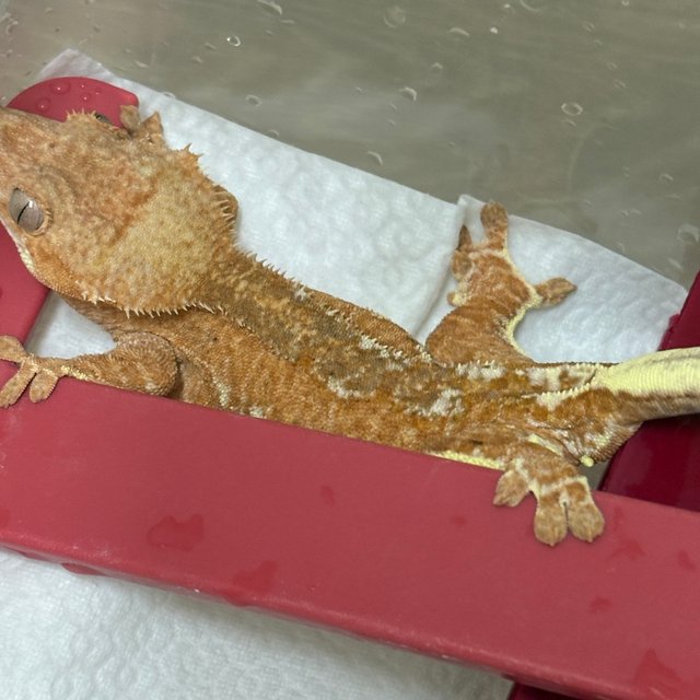 프라푸치노 팬텀 레드