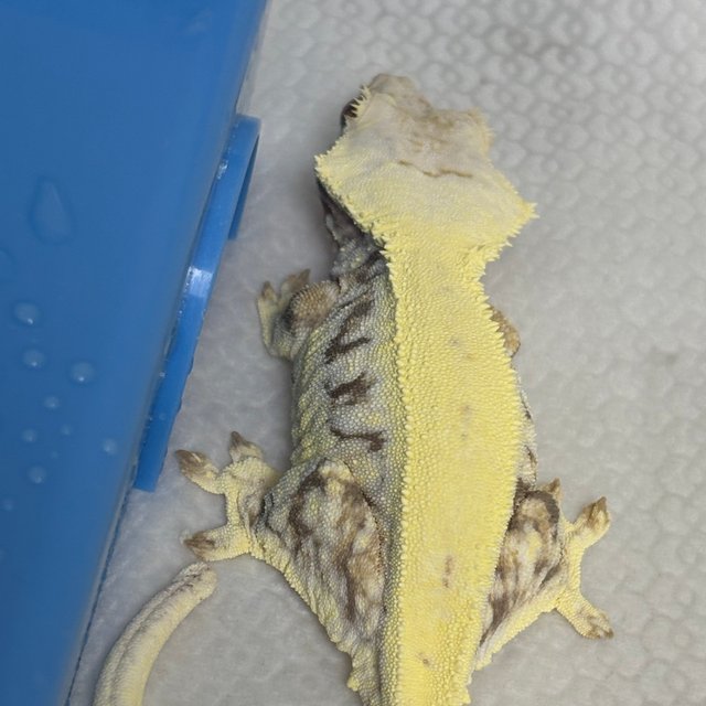 릴리화이트 솔리드백