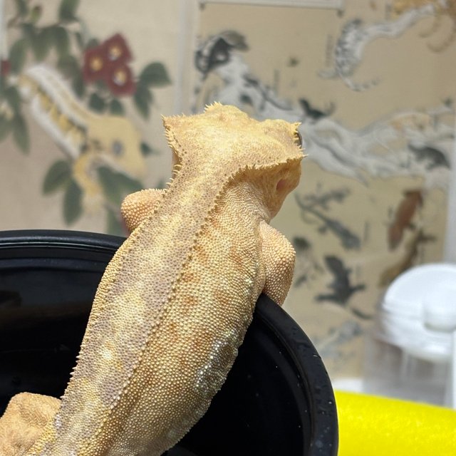 팬텀 릴리화이트 레드