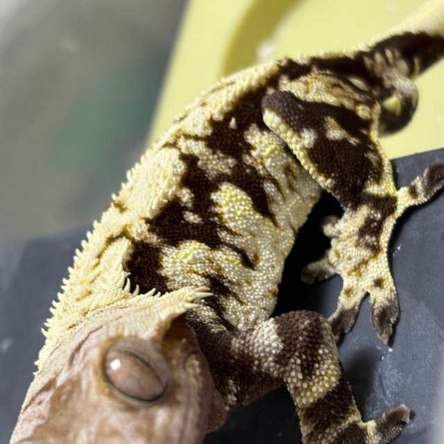 드리피 화이트스팟 화이트포트홀 다크 익스트림할리퀸 노멀