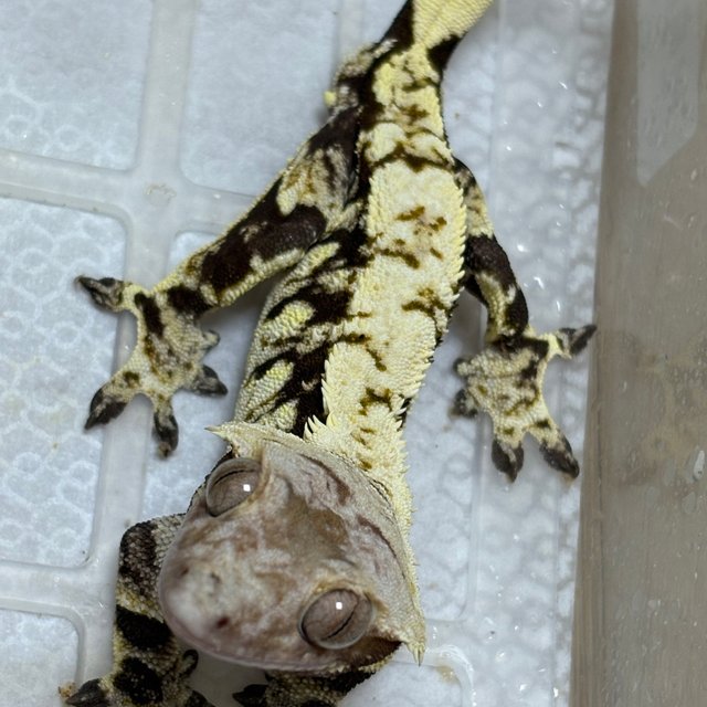 드리피 화이트스팟 화이트포트홀 다크 익스트림할리퀸 노멀