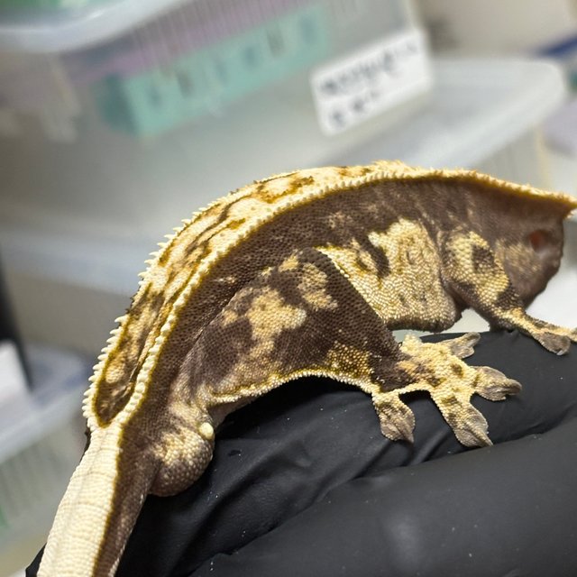 노멀 드리피 쿼드 풀핀 화이트스팟