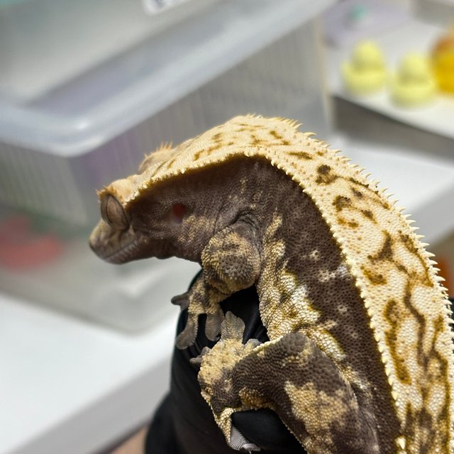 노멀 드리피 쿼드 풀핀 화이트스팟