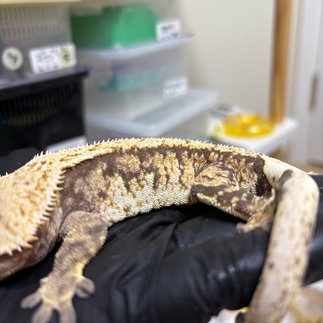 익스트림할리퀸 화이트스팟 화이트포트홀 노멀