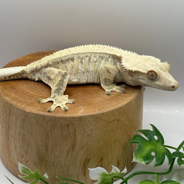 화이트 노멀 드리피 화이트스팟