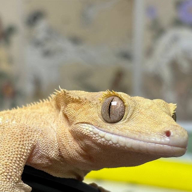 팬텀 릴리화이트 레드