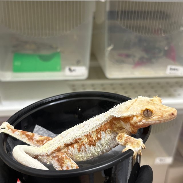 릴리화이트 레드