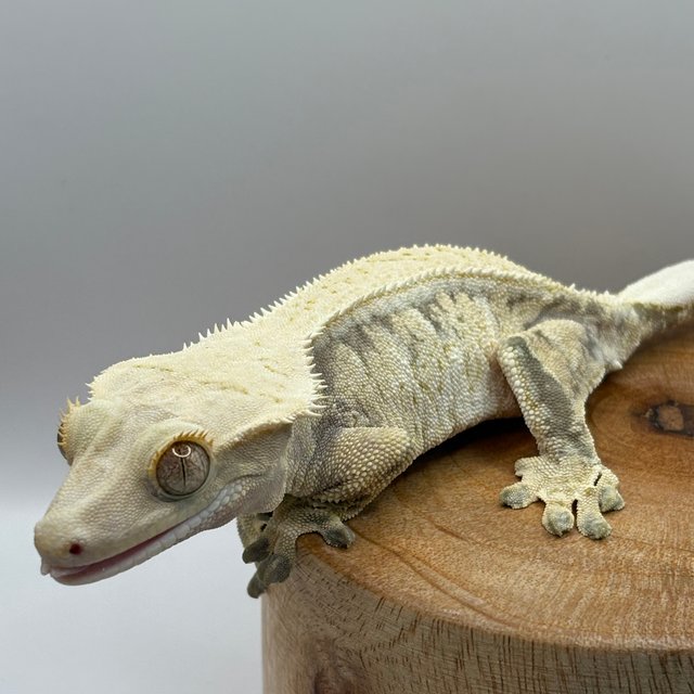 화이트 노멀 드리피 화이트스팟