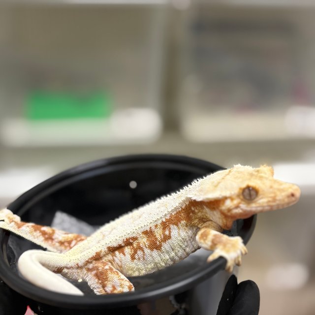 릴리화이트 레드