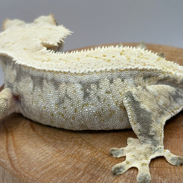 화이트 노멀 드리피 화이트스팟