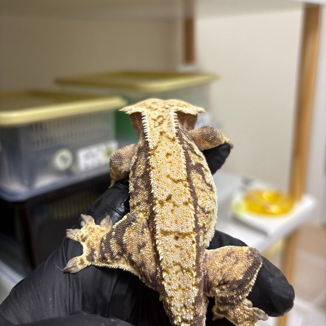 익스트림할리퀸 화이트스팟 화이트포트홀 노멀