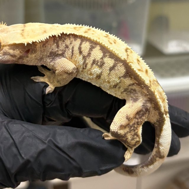 익스트림할리퀸 트라이 노멀 화이트스팟 화이트포트홀