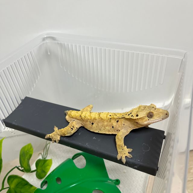 달마시안