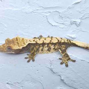 노멀 익스트림할리퀸 화이트스팟 화이트