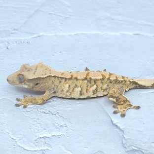 노멀 트라이 익스트림할리퀸