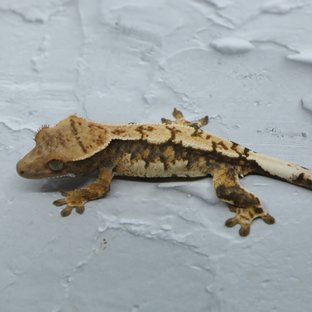 노멀 익스트림할리퀸 화이트스팟 화이트