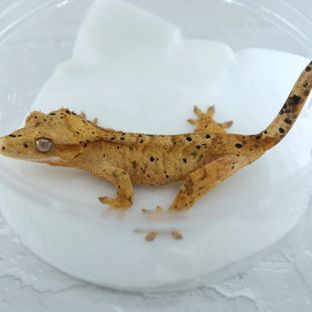 슈퍼달마시안