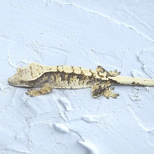 노멀 트라이 익스트림할리퀸