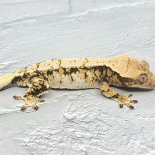 노멀 트라이 익스트림할리퀸