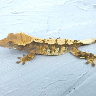 노멀 트라이 익스트림할리퀸