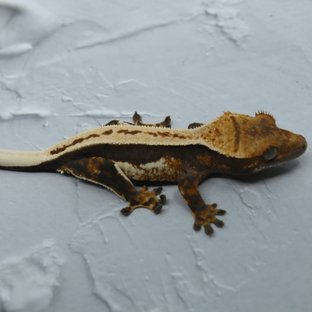 노멀 쿼드 화이트