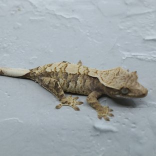 노멀 익스트림할리퀸 화이트스팟 화이트포트홀 화이트