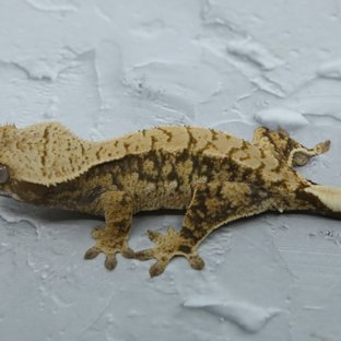 노멀 익스트림할리퀸 화이트스팟