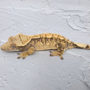 노멀 익스트림할리퀸 화이트포트홀