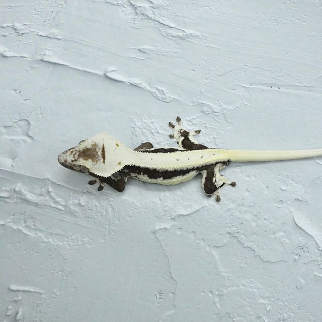 릴잔틱
