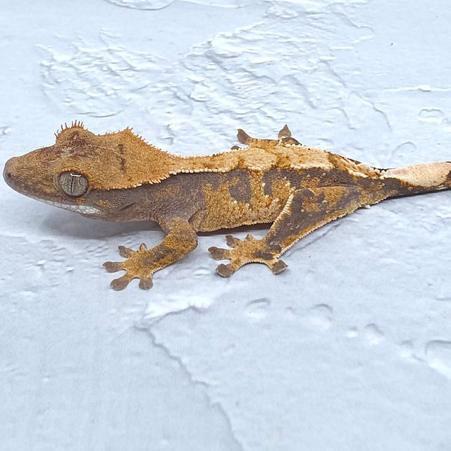 노멀 화이트스팟