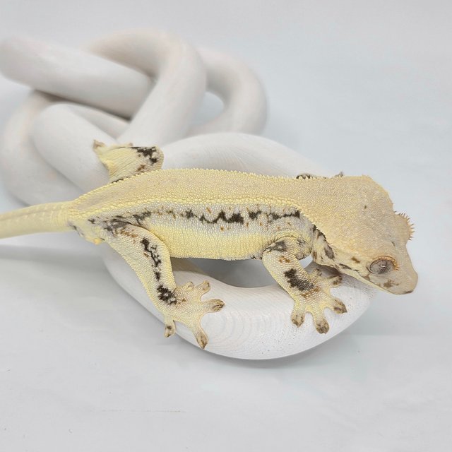 릴리화이트 솔리드백 쿼드 드리피