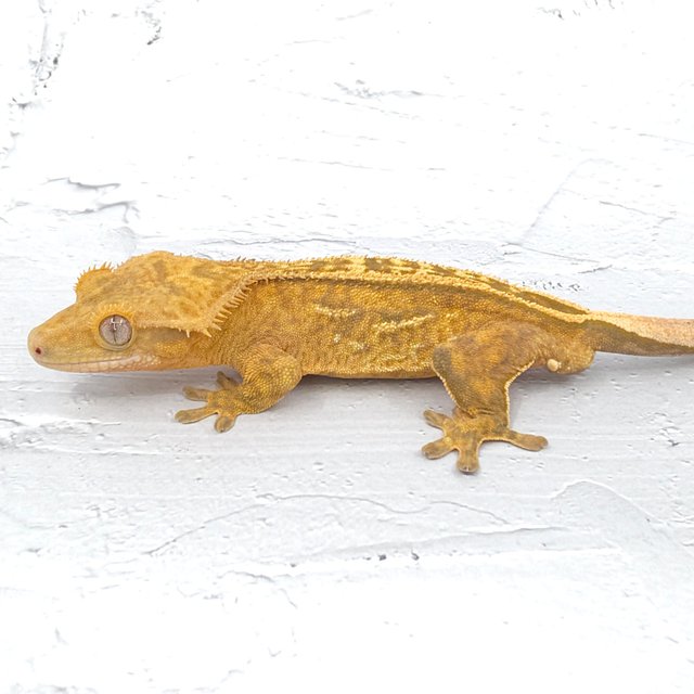 100%헷아잔틱 풀핀