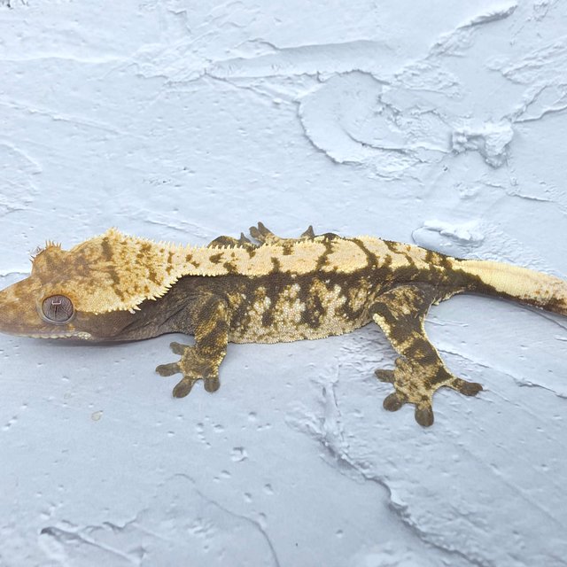 노멀 익스트림할리퀸 화이트스팟 화이트