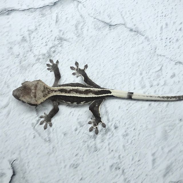 아잔틱