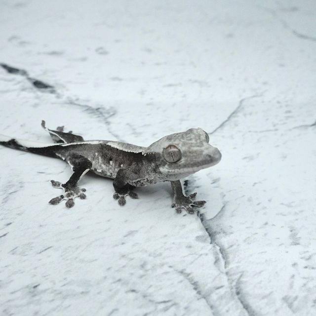 아잔틱