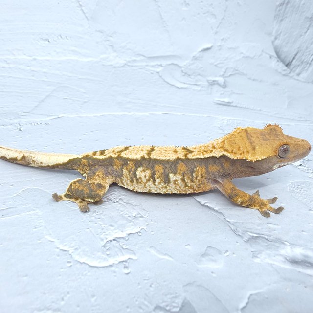 노멀 트라이 익스트림할리퀸