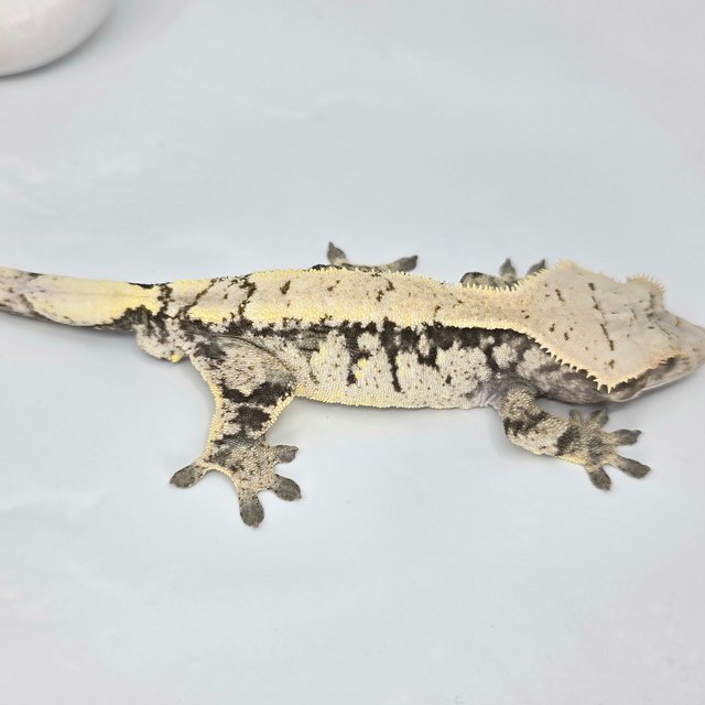 세이블 드리피 화이트 블랙