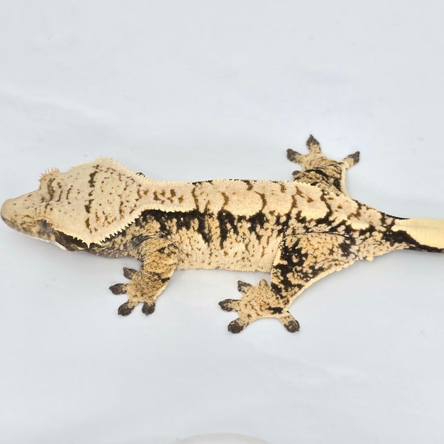 트라이 익스트림할리퀸