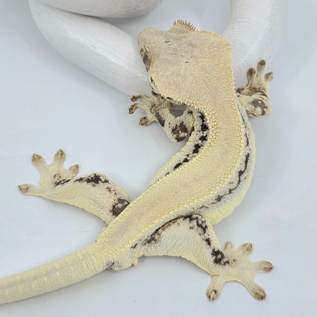 릴리화이트 솔리드백 쿼드 드리피