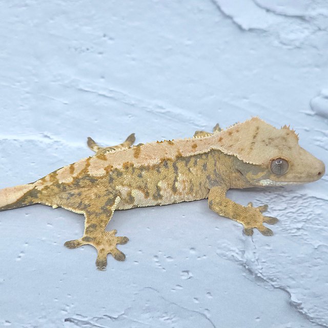 노멀 트라이 익스트림할리퀸