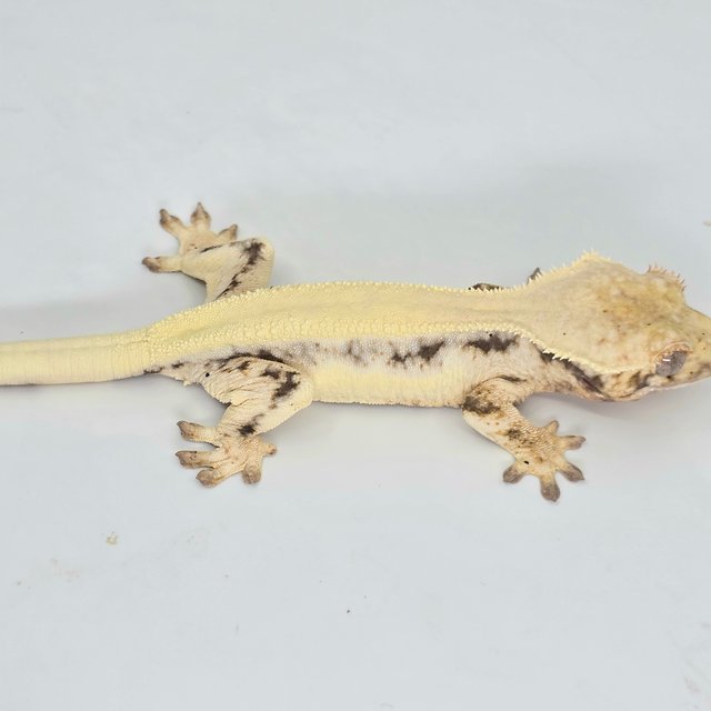 릴리100%헷아잔틱 100%헷아잔틱 릴리 세이블 솔리드백 드리피