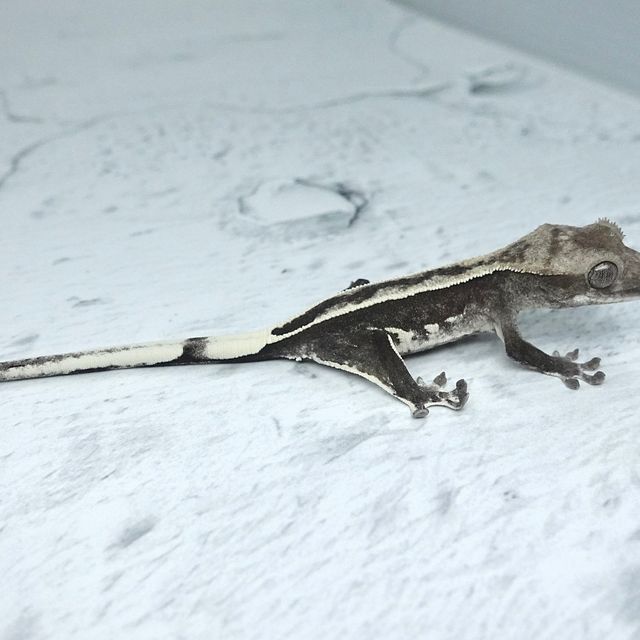 아잔틱