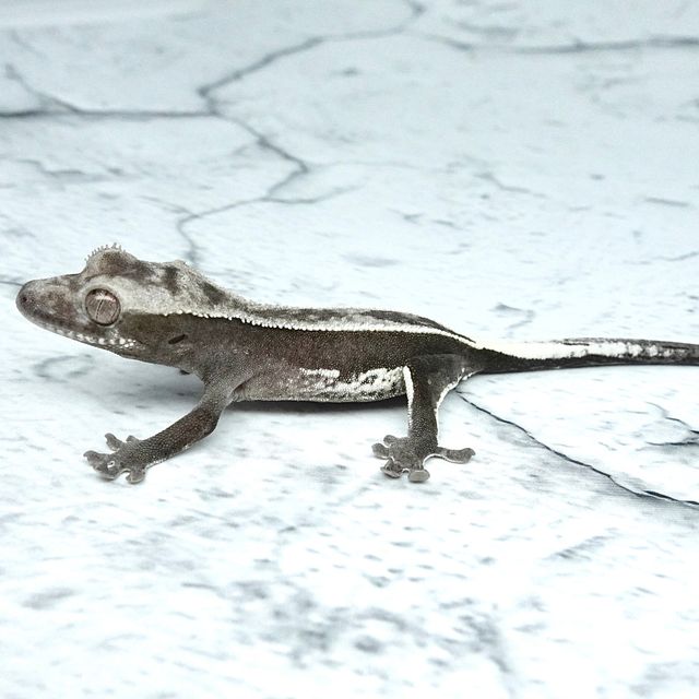 아잔틱 풀핀