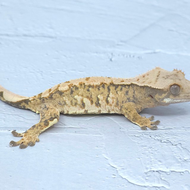 노멀 트라이 익스트림할리퀸